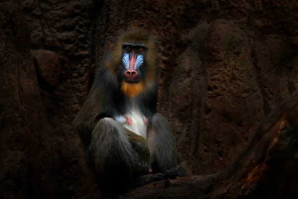 狮身人面像的Mandrill坐在黑暗热带森林的树枝上 动物在自然界的栖息地 在森林里 加蓬森林中中部非洲猴子的详细画像 — 图库照片