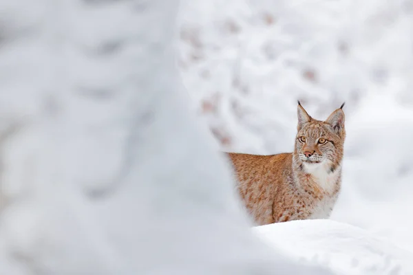リンクス冬の野生動物 生息地でかわいい大きな猫 寒い条件 美しい動物野生のオオカミと雪の森 ポーランド ユーラシア リンクス自然が走り 雪の森の中の野生の猫 — ストック写真