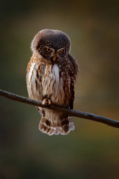 Pygmy Owl Duduk Cabang Pohon Cemara Dengan Latar Belakang Hutan — Stok Foto