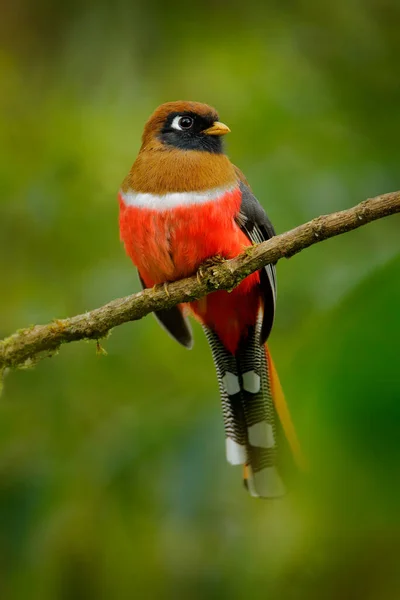 Gemaskerde Trogon Trogon Personatus Rode Bruine Vogel Natuur Habitat San — Stockfoto