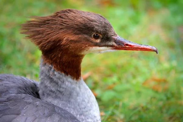 Merganser Comum Mergus Merganser Pássaro Aquático Merganser Superfície Lago Água — Fotografia de Stock