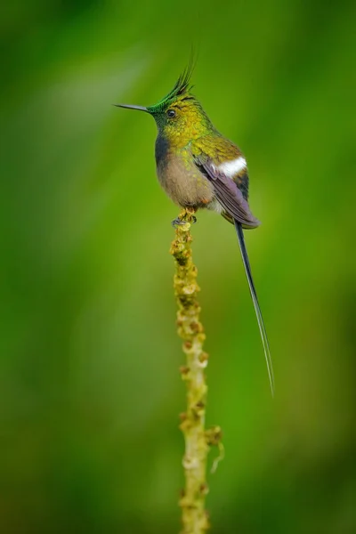 Draadkuifstekelstaart Discosura Popelairii Kolibrie Uit Colombia Ecuador Peru Prachtige Vogel — Stockfoto