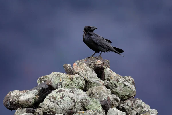 Raven Dia Nevoeiro Corvo Preto Sentado Pedra Pedra Com Líquen — Fotografia de Stock