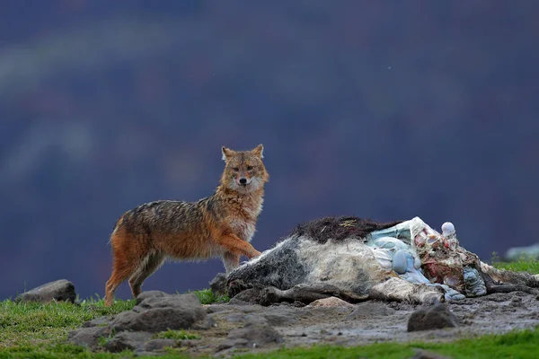 Golden jackal, Canis aureus, feeding scene on meadow, Madzharovo, Eastern Rhodopes, Bulgaria. Wildlife from Balkan. Mountain animal in the nature habitat with cow carcass.