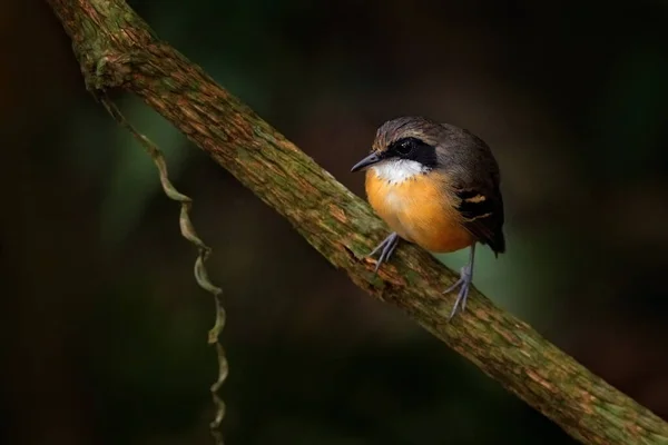 厄瓜多尔苏门答腊岛 黑脸的安东鸟 没食子鱼 自然森林中的鸟类栖息地 厄瓜多尔热带山地森林的火眼坐在树枝上 — 图库照片