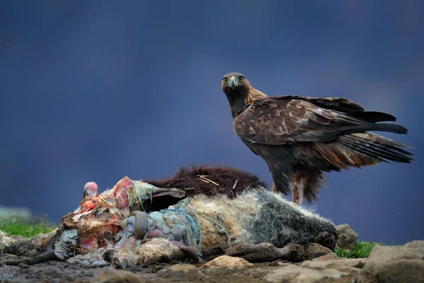 Eastern Rhodopes rock with eagle. Flying bird of prey golden eagle with large wingspan, photo with snowflakes during winter, stone mountain, Rhodope Mountains, Bulgaria wildlife. Cow carcass.