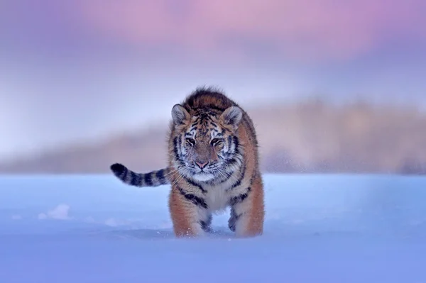 Fauna Selvatica Russia Tigre Freddo Inverno Taiga Russia Fiocchi Neve — Foto Stock