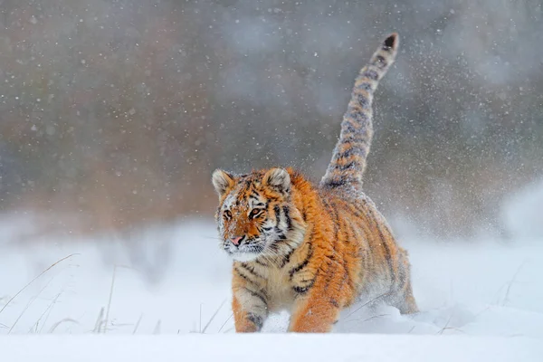 野生動物ロシア タイガー タイガ ロシアの寒い冬 野生のアムール猫と雪のフレーク タイガー雪の野生の冬の自然界で実行されます シベリアトラ 危険な動物と行動野生動物のシーン — ストック写真