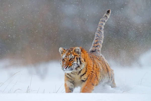 Wildlife Russia Tiger Cold Winter Taiga Russia Snow Flakes Wild — Stock Photo, Image