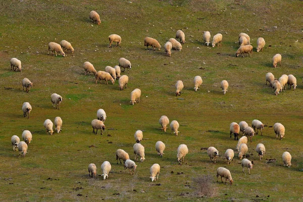 Group Sheep Grazing Bulgaria Green Meadow Landscape Animals Eastern Rhodopes — Stock Photo, Image