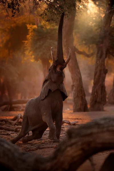 Slon Mana Pools Zimbabwe Africe Velké Zvíře Starém Lese Večerní — Stock fotografie