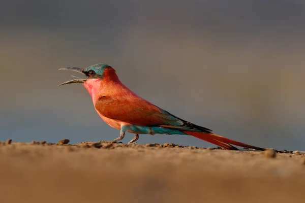 Kuş Kolonisi Pembe Kuzey Karmine Arısı Yiyen Botswana Afrika Dan — Stok fotoğraf