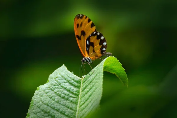 Veladyris Pardalis Borboleta Laranja Preta San Isidro Equador América Sul — Fotografia de Stock