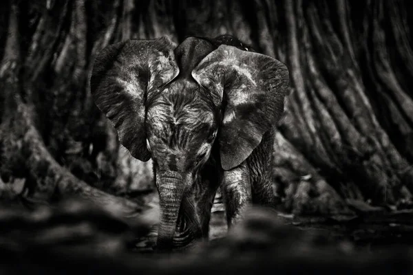 Молодой Щенок Слон Mana Pools Зимбабве Африке Большое Животное Старом — стоковое фото