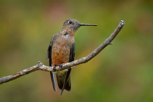 Óriás Kolibri Patagona Gigas Madár Von Természet Hegyi Élőhely Antisana — Stock Fotó