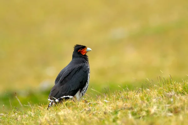 Wildlife Ecuador Mountain Birds Prey Carunculated Caracara Phalcoboenus Carunculatus Beautiful — Stock Photo, Image