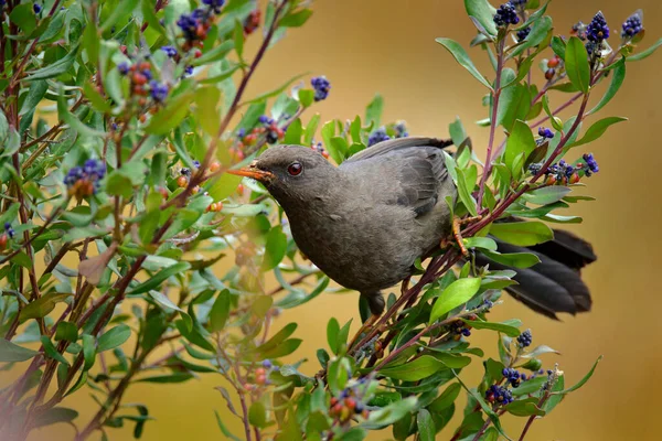 Turdus Fuscater Great Thrush Burung Hitam Dengan Paruh Oranye Dan — Stok Foto