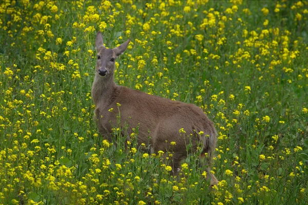Deer Yellow Bloom Flower Field Meadow Oilseed Rape Colza White — Stock Photo, Image