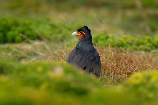 Carunculated Caracara Phalcoboenus Carunculatus Prachtige Roofvogel Uit Antisana Ecuador — Stockfoto