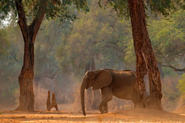 Slon Malým Dítětem Slon Mana Pools Zimbabwe Africe Velké Zvíře — Stock fotografie