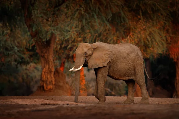 Africký Západ Slunce Slon Velké Stromy Slon Mana Pools Zimbabwe — Stock fotografie