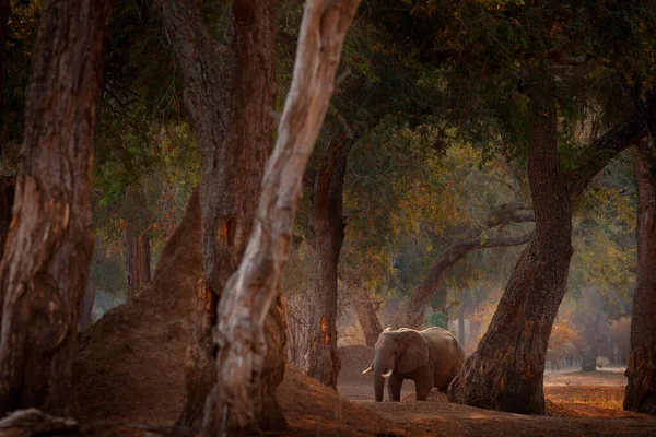Afrika Naplementéje Elefánt Nagy Fák Elefánt Mana Pools Ben Zimbabwe — Stock Fotó