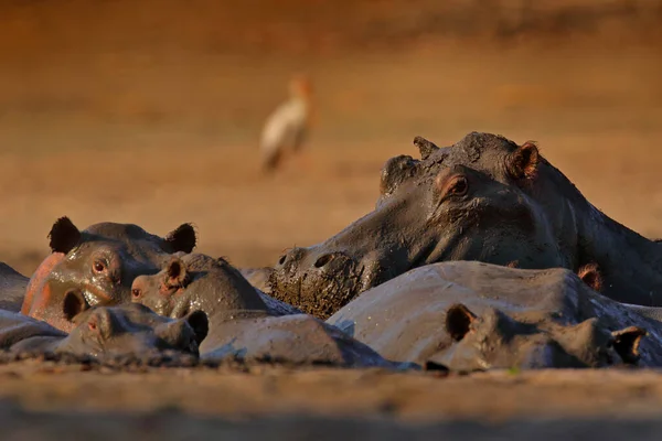Hippo泥泞游泳池 Hippo与开放的口在水里 非洲河马 河马两栖动物 有黄昏的太阳 动物在自然界的水栖息地 博茨瓦纳 野生动物 — 图库照片