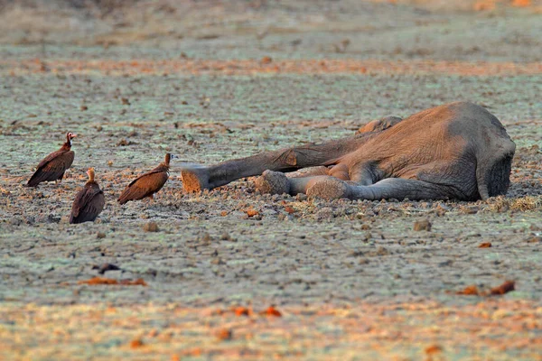 Akbabaları Olan Ölü Bir Fil Doğadaki Kuş Davranışları Kuru Gölde — Stok fotoğraf