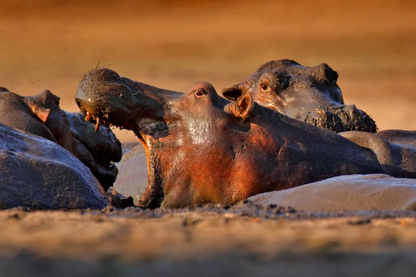 Nilpferd Mit Offener Schnauze Wasser Nilpferdkampf Afrikanisches Nilpferd Nilpferd Amphibius — Stockfoto