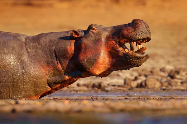 用嘴张嘴的嬉皮 水里有危险的动物 Mana Pools Zimbabwe 河马头的详细肖像 河马两栖动物 有黄昏的太阳 自然界中的动物 — 图库照片