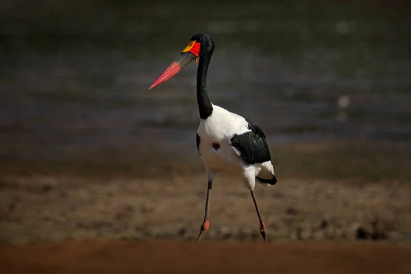 Седлоклювый Аист Седельник Ephippiorhynchus Senegalensis Естественной Среде Обитания Птица Зеленой — стоковое фото