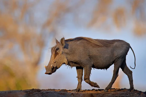 Warzenschwein Braunes Wildschwein Mit Stoßzahn Detailaufnahme Von Tieren Natürlichen Lebensraum — Stockfoto