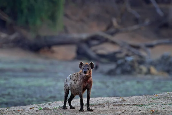 Hyena Retrato Detalhado Hiena Manchada Crocuta Crocuta Animal Zangado Perto — Fotografia de Stock