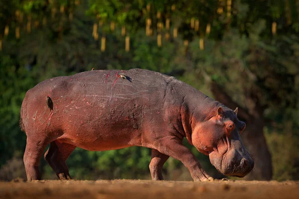 Nilpferd Mit Verletzung Blutige Narbe Der Haut Afrikanisches Flusspferd Flusspferd — Stockfoto