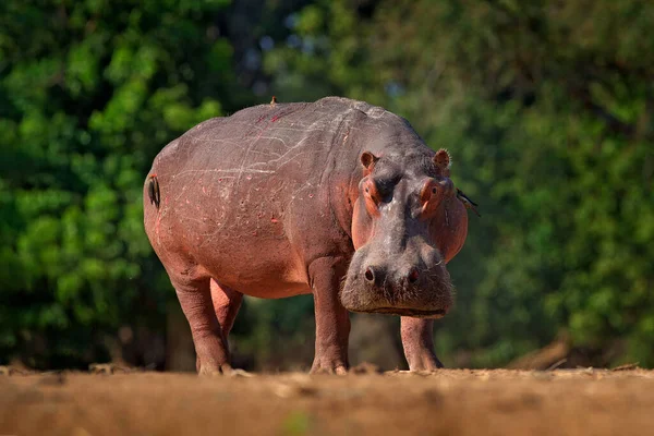 Víziló Véres Sebhellyel Bőrén Afrikai Hippopotamus Hippopotamus Amphibius Capensis Mana — Stock Fotó