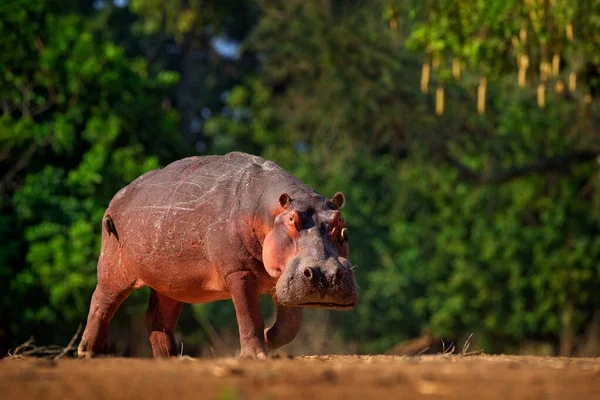 Nilpferd Mit Verletzung Blutige Narbe Der Haut Afrikanisches Flusspferd Flusspferd — Stockfoto