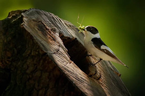 カラーフライキャッチャー Ficedula Albicollis 木の幹の巣穴の近くに黒と白の小さなスズメの鳥 緑の昆虫の買い物客でキャッチフライキャッチャー 餌やり — ストック写真