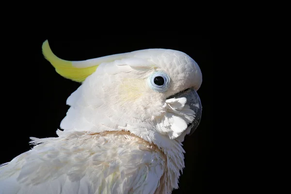 Vitt Papegojporträtt Leadbeater Cockatoo Cacatua Leadbeateri Vit Papegoja Naturmiljön Fågel — Stockfoto