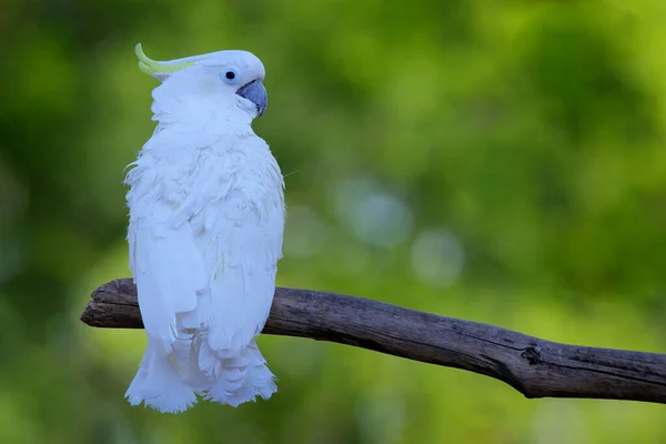 Ołowiany Kakadu Cacatua Leadbeateri Biała Papuga Środowisku Naturalnym Ptak Dzikiej — Zdjęcie stockowe