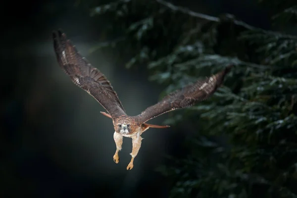 Flying Bird Prey Field Meadow Red Tailed Hawk Buteo Jamaicensis — Stock Photo, Image