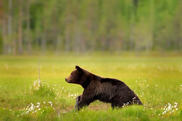 Medve Elrejtve Sárga Erdőben Őszi Fák Medvével Arckép Gyönyörű Barna — Stock Fotó