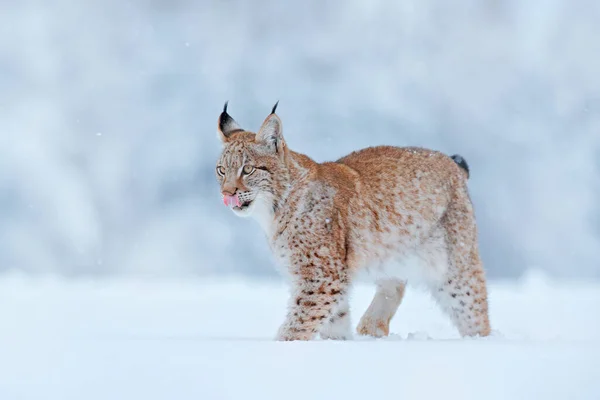 雪人的天性Lynx的脸走路 欧洲冬季野生动植物 山猫在雪地里 二月的雪地里 来自大自然的野生动物场景 斯洛伐克 欧洲冬季野生生物 — 图库照片