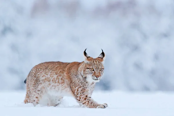 雪の性質 リンクスの顔を歩く ヨーロッパの冬の野生動物 2月の雪 雪の森の中でリンクス 自然からの野生動物のシーン スロバキア ヨーロッパの冬の野生動物 — ストック写真