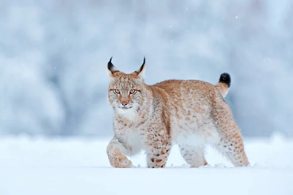 雪の性質 リンクスの顔を歩く ヨーロッパの冬の野生動物 2月の雪 雪の森の中でリンクス 自然からの野生動物のシーン スロバキア ヨーロッパの冬の野生動物 — ストック写真