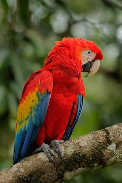 Red parrot Scarlet Macaw, Ara macao, bird sitting on the branch, Costa rica. Wildlife scene from tropical forest. Beautiful parrot on tree green tree in nature habitat.