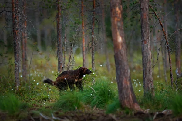 Росомаха Бегает Финской Тайге Дикая Природа Природы Редкое Животное Севера — стоковое фото