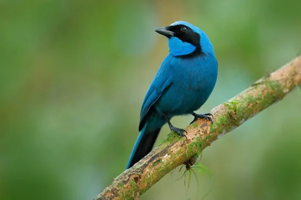Tyrkysová Sojka Cyanolyca Turcosa Detailní Portrét Krásného Modrého Ptáka Tropického — Stock fotografie