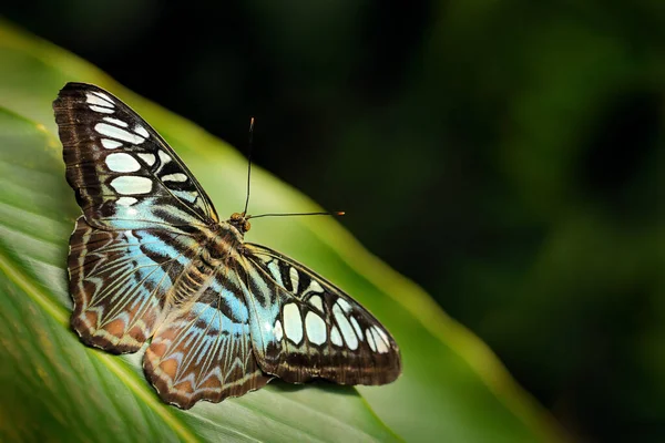 Borboleta Bonita Clipper Parthenos Sylvia Descansando Ramo Verde Inseto Habitat — Fotografia de Stock