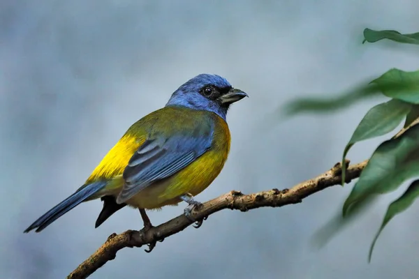 Tanager Manto Verde Pipraeidea Darwinii Pássaro Azul Amarelo Floresta Peru — Fotografia de Stock