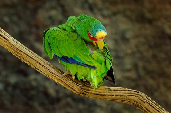 Amazona Albifrons Green Parrot White Fronted Amazon Colorful Bird Mexico — Stock Photo, Image